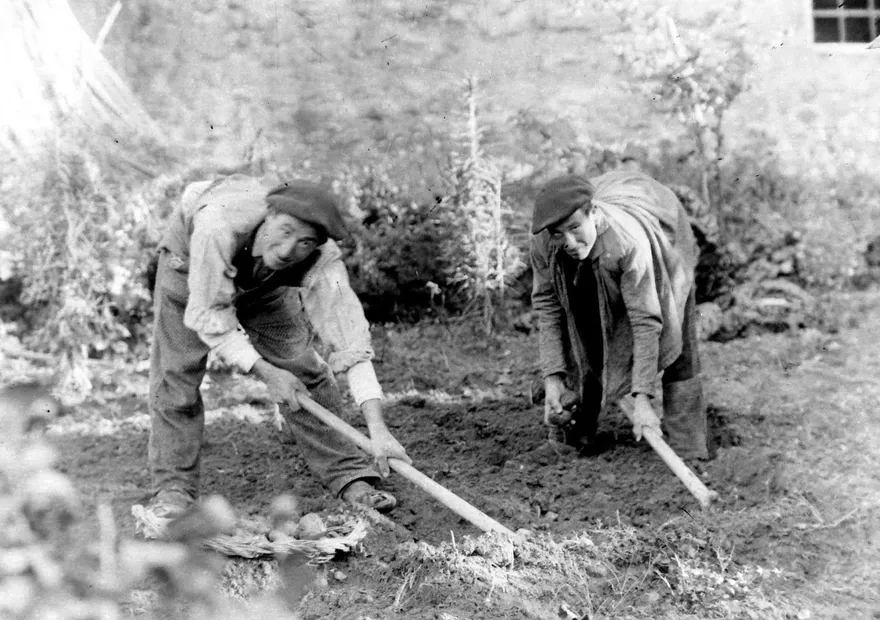 Recogida de patata en un huerto de payés, fotografía en blanco y negro