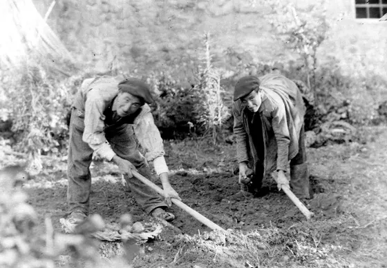 Recogida de patata en un huerto de payés, fotografía en blanco y negro