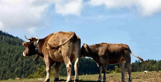 Vacas pastando en un prado de montaña del Pirineo