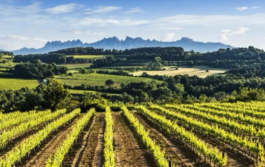 Viñas y campos catalanes con la montaña de Montserrat al fondo