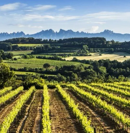 Viñas y campos catalanes con la montaña de Montserrat al fondo