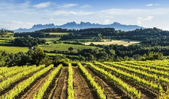 Viñedos del Penedès con la montaña de Montserrat al fondo